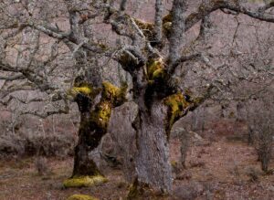 Dos robles centenarios en Soria captados en la exposición fotográfica "Soria Otra Mirada" de Ignacio Huarte.